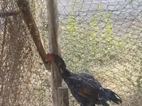 Chickens — Foto 4