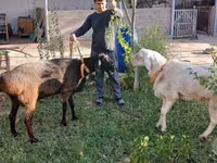 كبش, Arashan sheep — الصورة 3