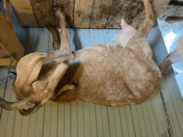 母山羊, Saanen goat