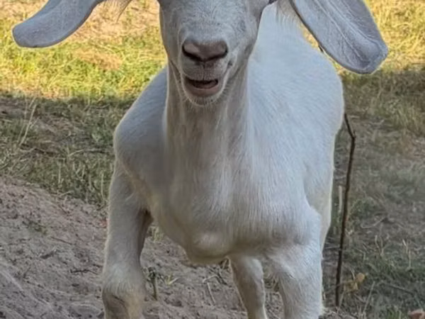 Ziegenbock, Russian White goat