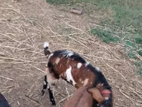 Ziegenbock, Nubian Goat — Foto 2