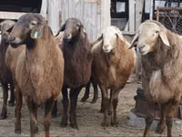 Schaf, Edilbay sheep — Foto 3