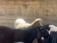 Widder, Arashan sheep — Foto 5