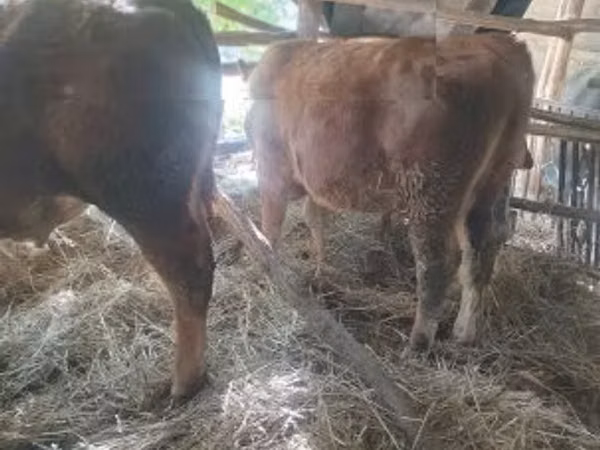 Bulle, Limousin-Kuh