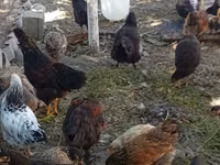 Chickens — 4-rasm