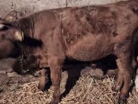 सांड, Simmental cattle — फ़ोटो 8