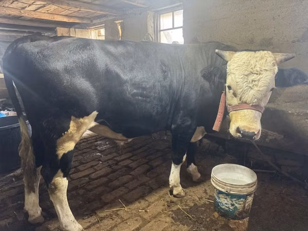 Kuh, Simmental cattle