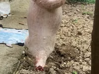 Қошқар, Қойлар — 5-сурет
