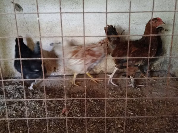 Chickens