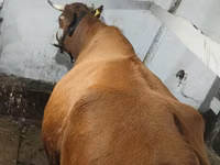 Kuh, Latvian Blue cattle — Foto 1