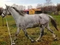 حصان, Oldenburg horse — الصورة 1