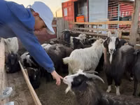 母山羊, Goats — 照片 4