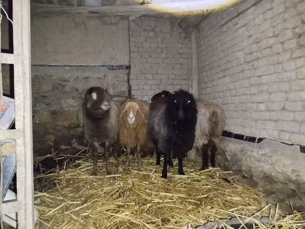 Schaf, Hissar sheep — Usbekistan