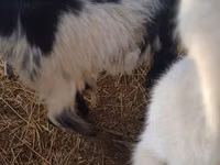 Ziege, LaMancha goats — Foto 1