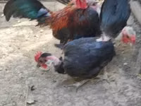 Chickens — Foto 4