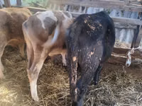 Sigir, Simmental cattle — 5-rasm