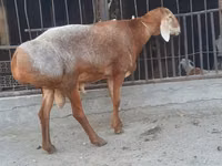 Qoʻchqor, Saryarka sheep — 3-rasm