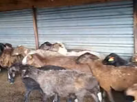 Widder, Adal sheep — Foto 1