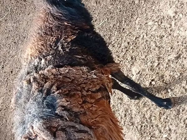 Кочкор, Койлор