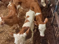 Bulle, Simmental cattle — Foto 5