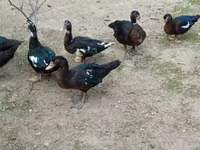 Ducks — الصورة 7