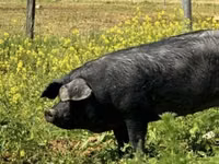 Schweine (Partie, Geschlecht nicht angegeben) — Foto 1