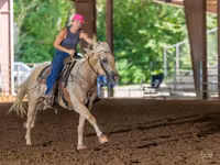 Hengst, Quarter Horse — Foto 6