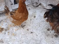 Chickens — Foto 2