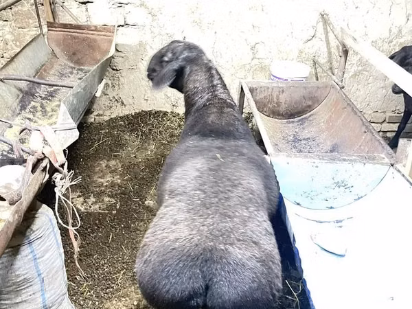 Widder, Hissar sheep