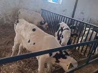 Бұқа, Russian Black pied cattle — 4-сурет