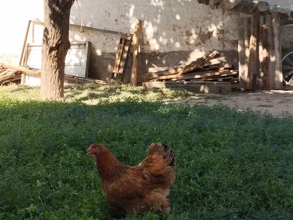 Тооктор