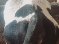 Rinder (Partie, Geschlecht nicht angegeben), Russian Black pied cattle — Foto 3