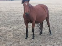 فرس, Kazakh horse — الصورة 2