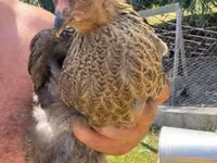 Brahma — Foto 3