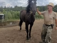 Stute, Međimurje horse — Foto 2