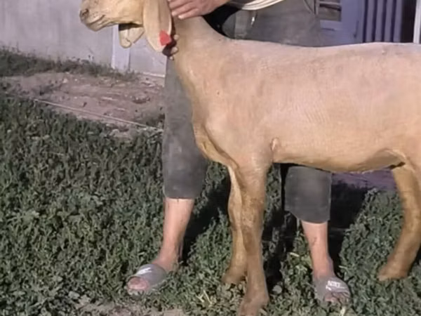 Oveja, Arashan sheep