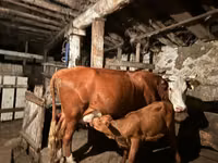 بقرة, Latvian Blue cattle — الصورة 3