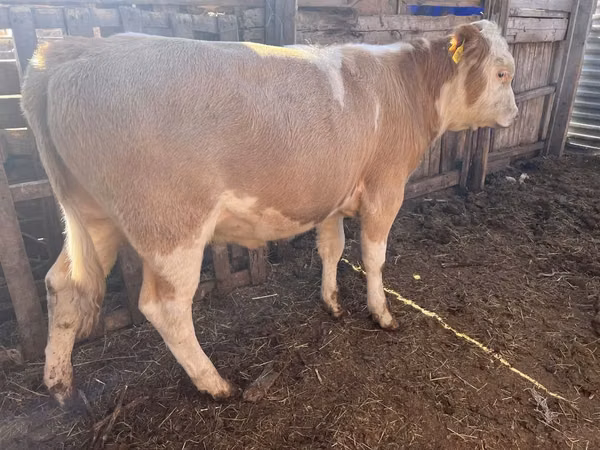 Bulle, Simmental cattle