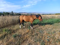 Horse (M), Russian Don — photo 3