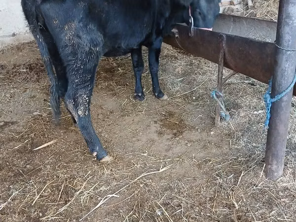 Vaca, Ganado vacuno