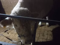 Bulle, Charolais cattle — Foto 4