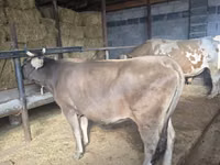 Kuh, Latvian Blue cattle — Foto 4