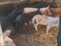 Schweine (Partie, Geschlecht nicht angegeben) — Foto 2