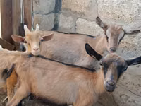 عنزة, Saanen goat — الصورة 2
