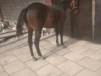 Yegua, Caballos — foto 2