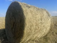 Продам сено рулонах!! — foto 1