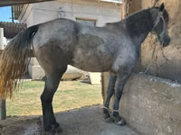घोड़ा, Kazakh horse — फ़ोटो 2