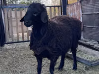 Қошқар, Hissar sheep — 4-сурет