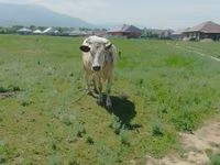 गाय, Simmental cattle — फ़ोटो 5