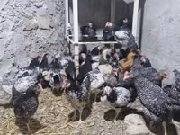 Chickens — 2-сурет